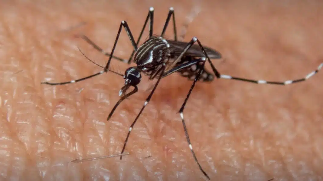 ¡Alerta! Descubren mosquito transmisor del dengue en Los Andes